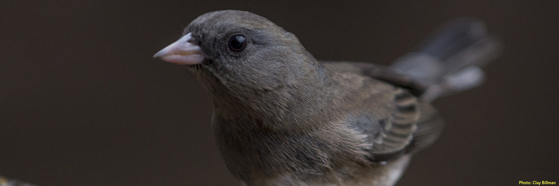 A close-up view of the face of a small, dark songbird that is facing left